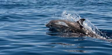 Płynący delfin
