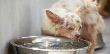 Pies pijący wodę z miski na ulicy