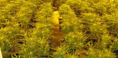 Plantacja marihuany